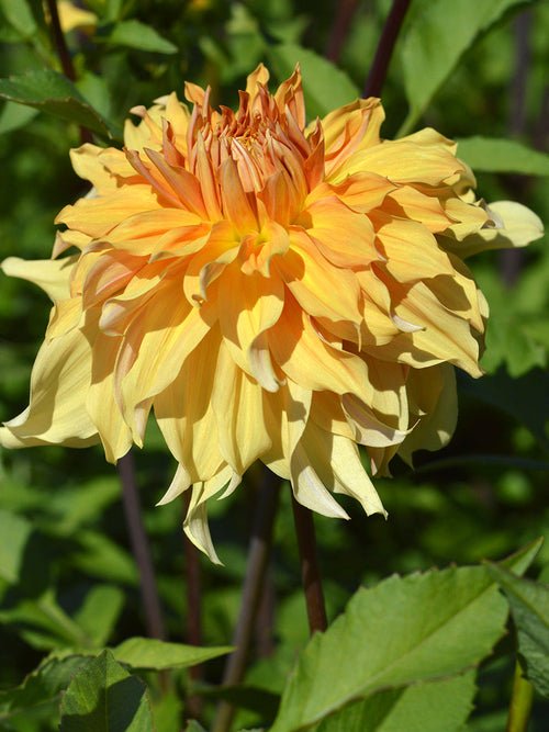 Acheter Dahlia Big Brother