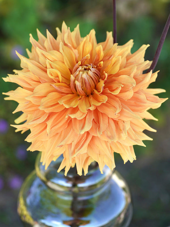 Dahlia Big Brother de Hollande