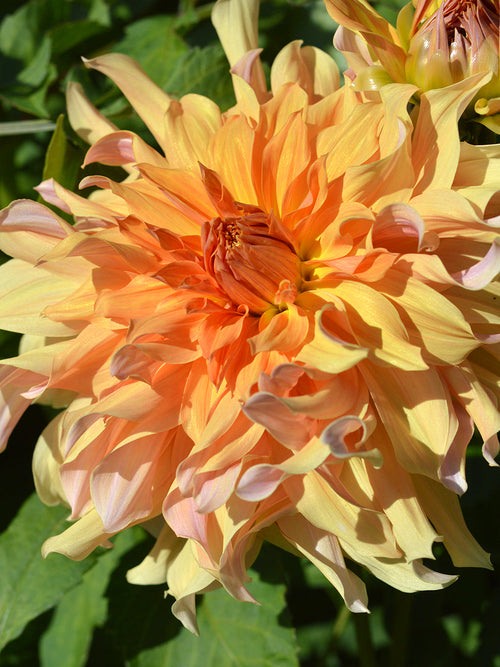 Dahlia Big Brother de Hollande