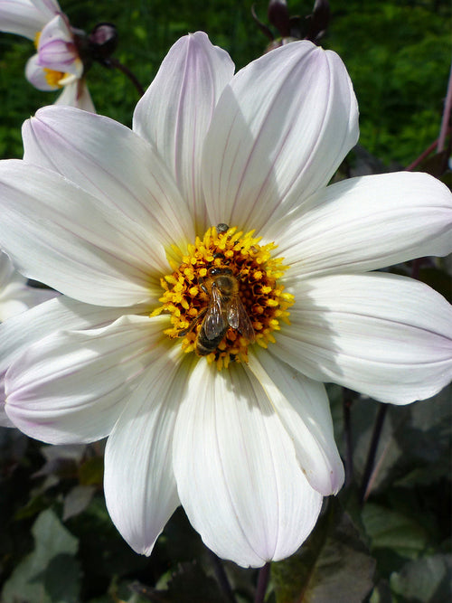 Dahlia Bishop of Dover - Achat Dahlias en ligne!