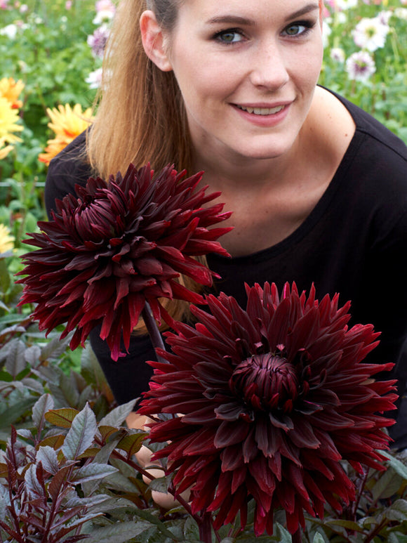 Tubercules de Dahlia Black Jack aux fleurs bordeaux foncé