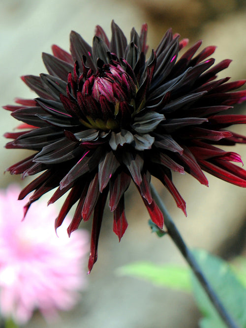 Tubercules de Dahlia Black Jack cactus, livraison au printemps