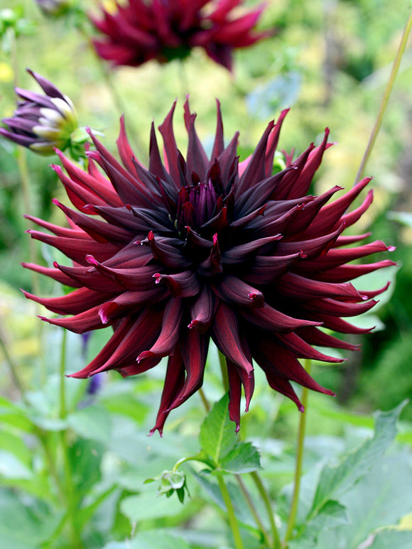 Tubercules de Dahlia Black Narcissus aux fleurs rouge velours foncé