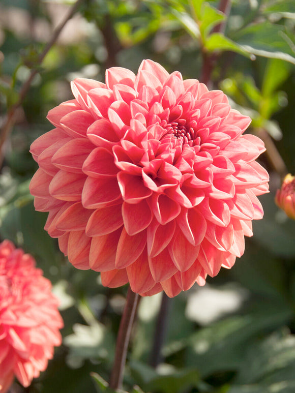Dahlia ‘Blitzer’ rouge orangé vif