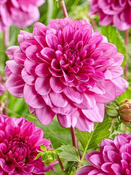 Dahlia Blue Bell - Bulbes à fleurs