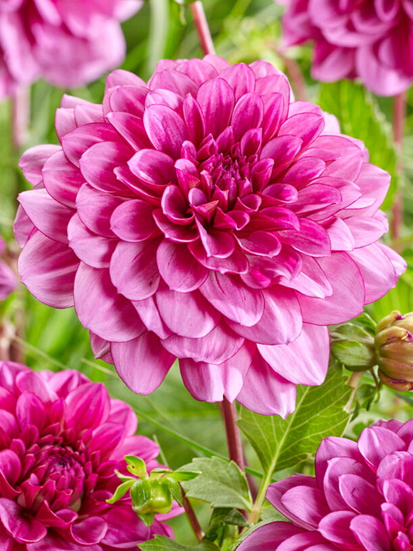 Dahlia Blue Bell - Bulbes à fleurs
