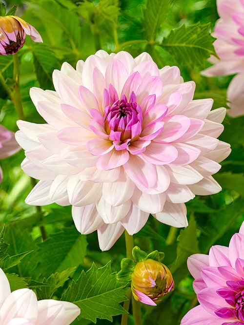 Dahlia ‘Blush Mirage’ rose et crème