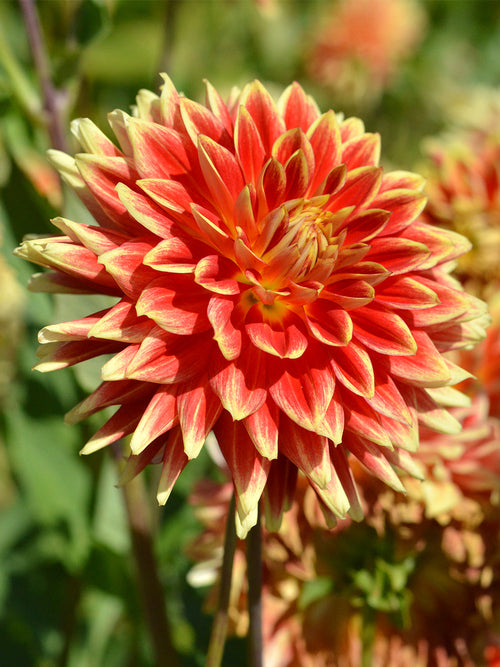 Dahlia Bodacious de Hollande