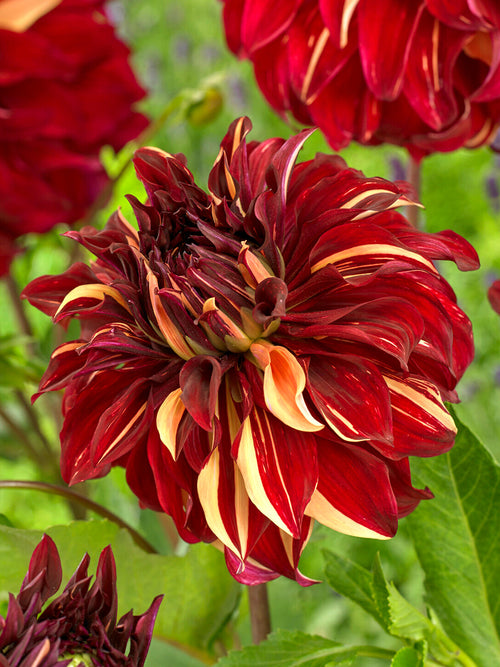 Tubercules de Dahlia Bohemian Spartacus Dinnerplate, livraison au printemps