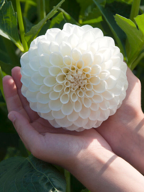 Achat bulbes dahlias Boom Boom White pour votre jardin