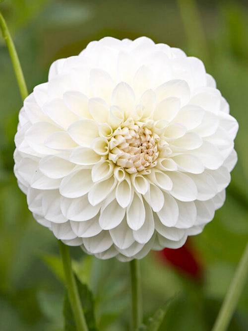 Dahlia Boom Boom White - Blanc Dahlias