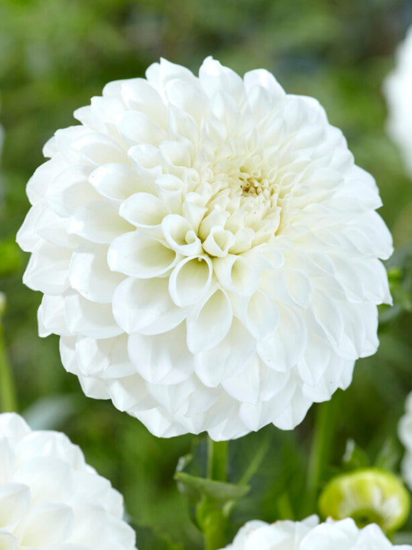 Dahlia Boom Boom White de Hollande