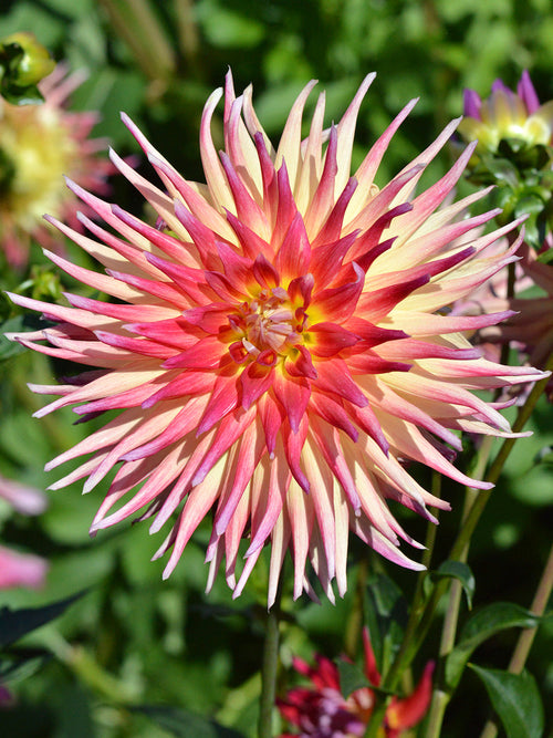 Dahlia Bora Bora - Achat Dahlias en ligne!
