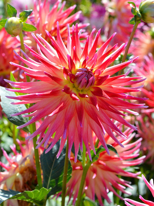Acheter Dahlia Bora Bora