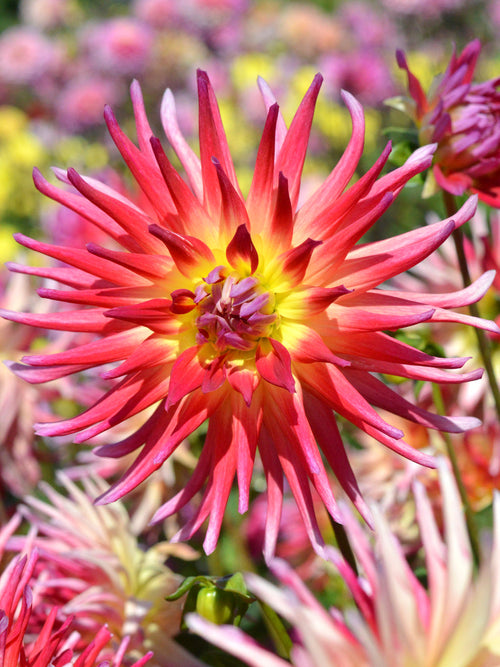 Dahlia Bora Bora pour votre jardin