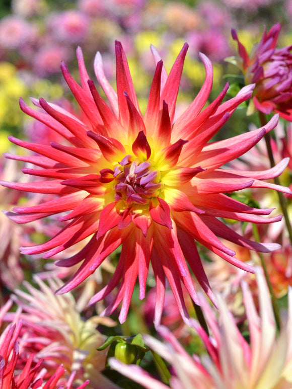 Dahlia Bora Bora pour votre jardin