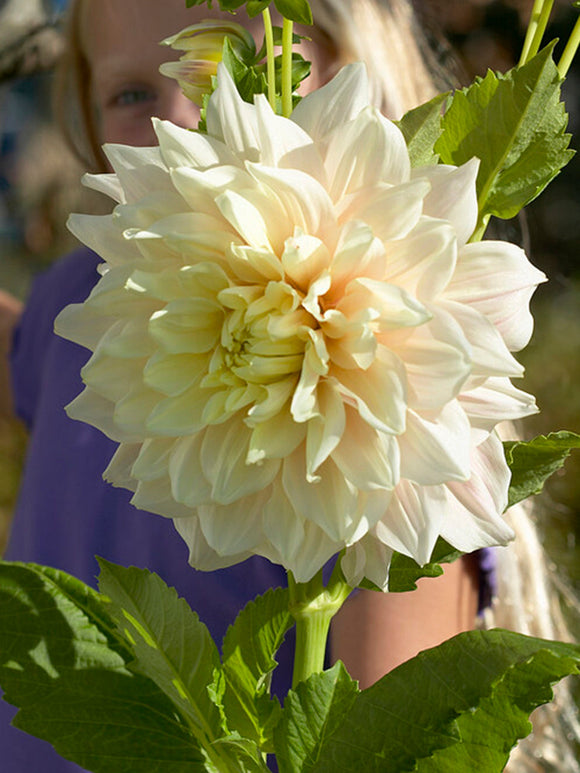 Achat bulbes dahlias Break Out pour votre jardin