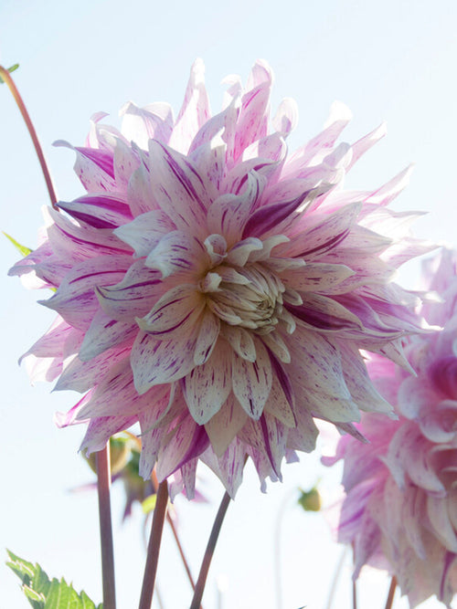 Acheter Dahlia Bristol Stripe