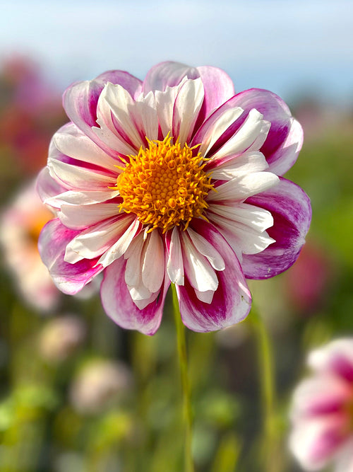 Dahlia Tubercules Bumble Rumble