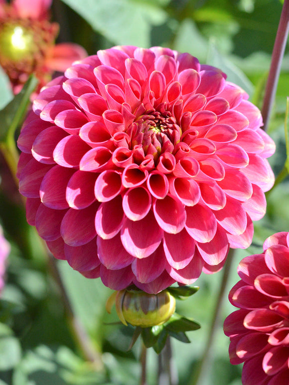 Acheter Dahlia Burlesca