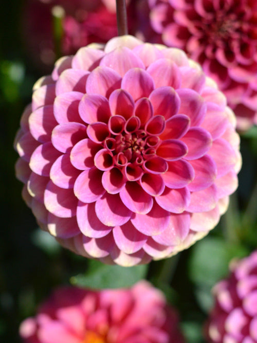 Dahlia Burlesca de Hollande