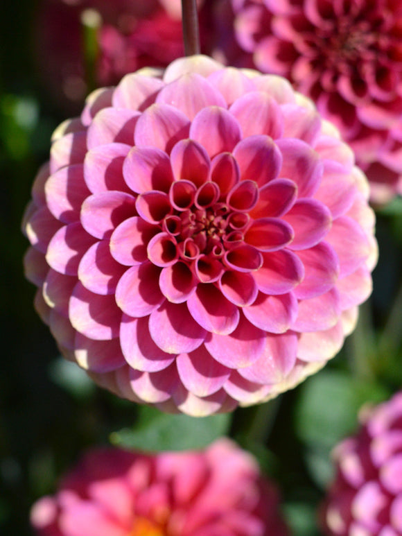 Dahlia Burlesca de Hollande