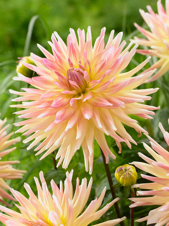 Tubercules de Dahlia Cabana Banana, livraison au printemps pour une plantation printanière
