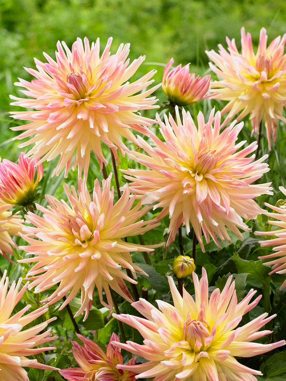 Acheter des tubercules de Dahlia Cabana Banana pour le jardin d'été