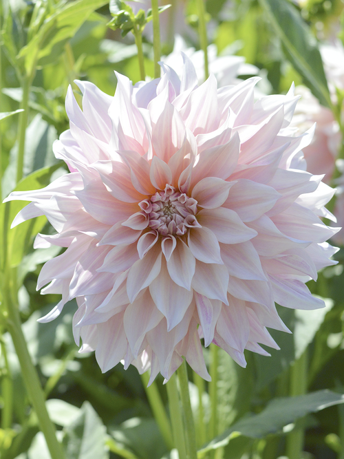 Acheter Dahlia Cafe au Lait