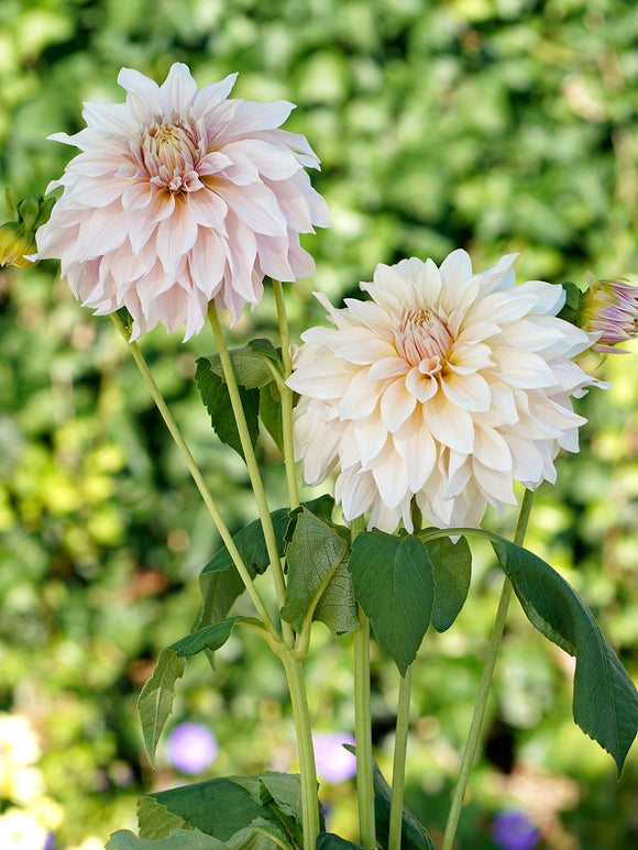 Dahlia Cafe au Lait - Achat Dahlias en ligne!