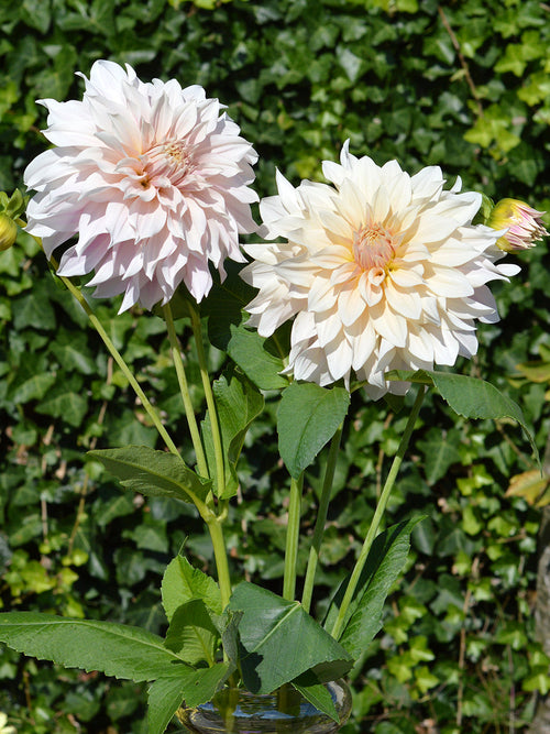 Dahlia Cafe au Lait - Bulbes à fleurs