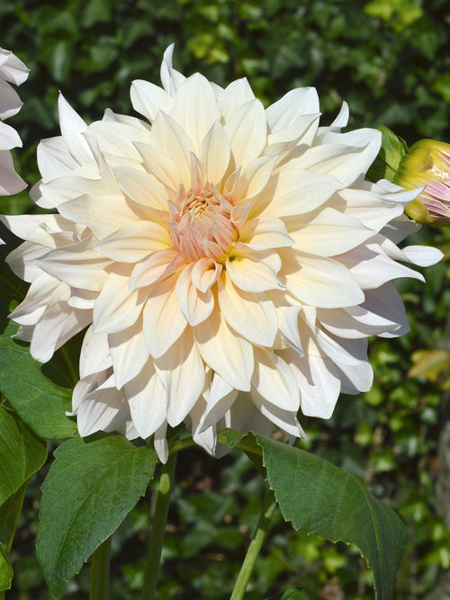 Achat bulbes dahlias Cafe au Lait pour votre jardin