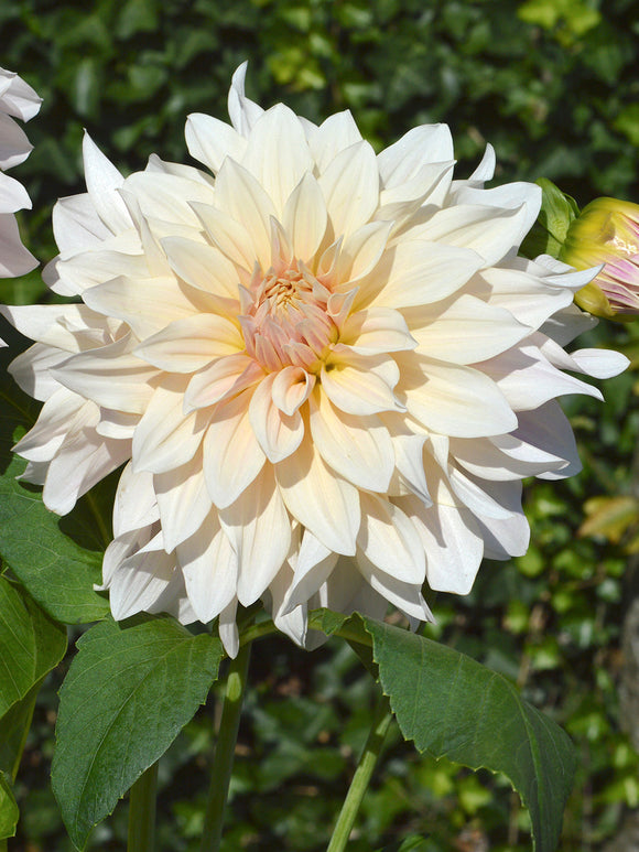 Achat bulbes dahlias Cafe au Lait pour votre jardin