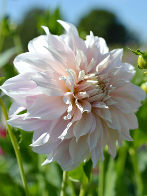 Dahlia Cafe au Lait de Hollande