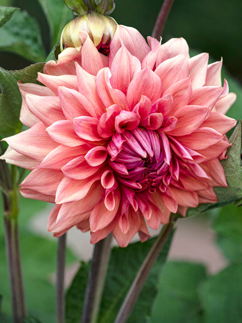 Acheter Dahlia Cafe au Lait Royal