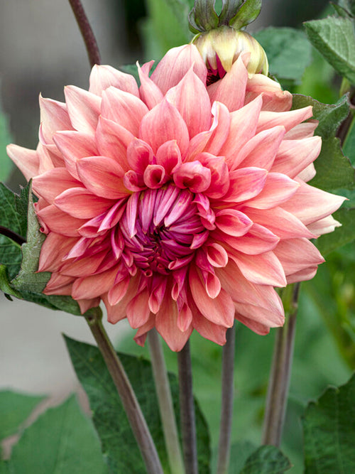 Dahlia Cafe au Lait Royal - Bulbes à fleurs
