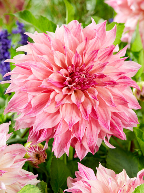 Bulbes dahlias Cafe au Lait Royal