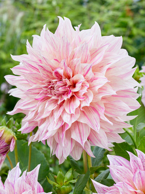 Dahlia Cafe au Lait Twist de Hollande