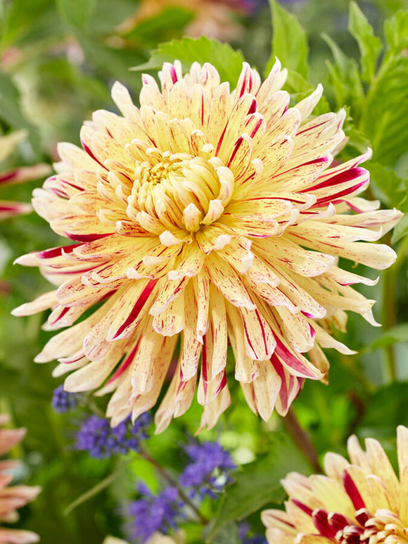Commandez vos Dahlia Cambridge pour les recevoir au printemps !