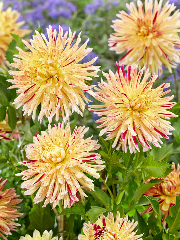 Achat bulbes dahlias Cambridge