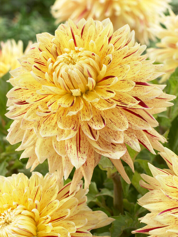 Dahlia Cambridge de Hollande