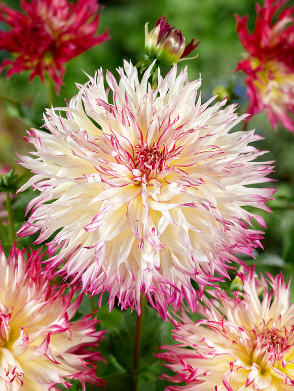 Le Dahlia ‘Caproz Josephine’ est un magnifique dahlia fimbriata apprécié pour ses pétales finement découpés et son apparence légère et délicate.