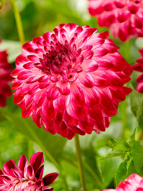 Grande fleur du dahlia ‘Caproz Pizzazz’