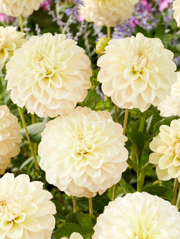 Acheter Dahlia Caramel Antique