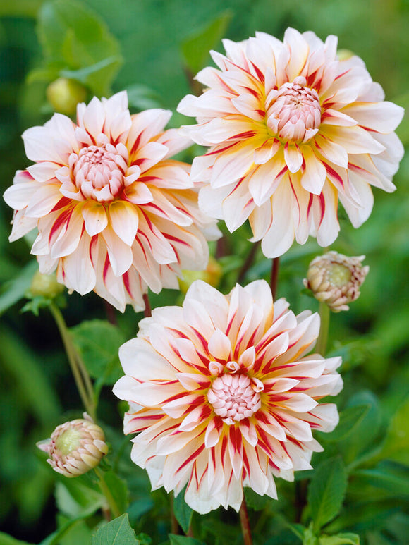 Caribbean Fantasy Dahlia Tubercules