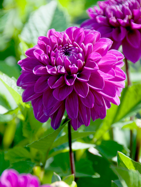 Dahlia ‘Cartouche’ magenta intense