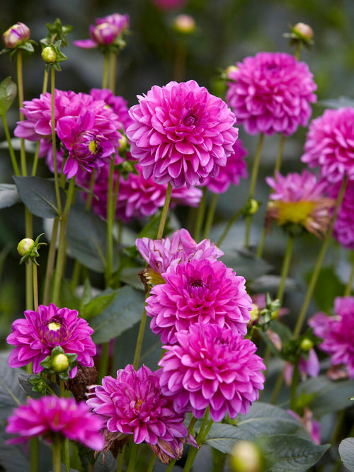 Dahlia ‘Cartouche’ en pleine floraison