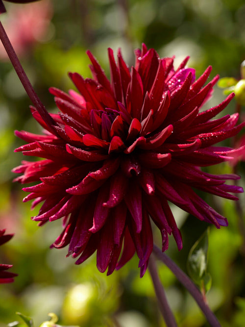 Tubercules de Dahlia Chat Noir, livraison au printemps pour une plantation printanière