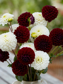 Collection de Dahlias Classic Contrast