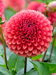 Dahlia Copper Boy